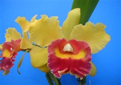 C969 Rlc. Chun Yeah 'Good Life #1 x Rlc. Hans Kunning Tropical Z 9+