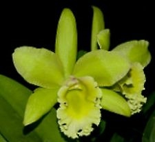 CG703 Yamadara Orchidom Green Glade 'Shungetsu' Tropical Z 9+