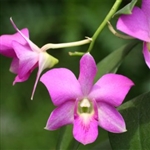 Den. Napporn Pink Tropical Z 9+