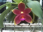 AC583 Phal. Amboinensis #1 x violacea red Tropical Z 9+