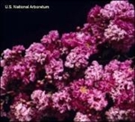 Crape Myrtle-Lagerstroemia Catawba Violet-Purple Blooms Zone 7