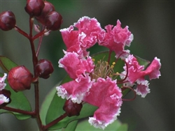 Crape Myrtle Lagerstromeia-Peppermint Lace  Reddish Pink with White-edged Blooms   Zone 7