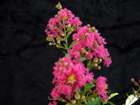 Crape Myrtle Lagerstroemia-Tuscarora  Dark Coral Pink Blooms Zone 7