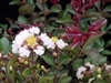 Crape Myrtle Lagerstroemia-- Burgundy Cotton White Blooms Zone 7
