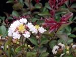 Crape Myrtle Lagerstroemia-- Burgundy Cotton White Blooms Zone 7