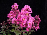 Crape Myrtle Lagerstroemia-- Pink Velour Bright Pink  Blooms Zone 7