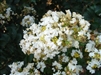 Crape Myrtle Lagerstroemia-- White Chocolate White Blooms Zone 7