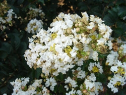 Crape Myrtle Lagerstroemia-- White Chocolate White Blooms Zone 7
