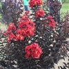 CRAPE MYRTLE EBONY FIRE-LAGERSTROEMIA Clusters of Fiery Dark Red Blooms with Yellow Center and Black Foliage Zone: 6