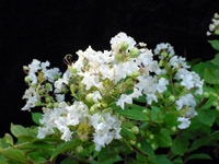 CRAPE MYRTLE ACOMA CRAPE MYRTLE-SEMI-DWARF WHITE BLOOMS Z 7