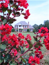 CRAPE MYRTLE ARAPAHO-Lagerstroemia RED BLOOMS Zone 7