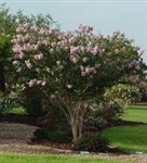 CRAPE MYRTLE BASHAM'S PARTY PINK-Lagerstroemia  Light Lavender Blooms Zone 7