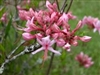 AZALEA NATIVE RHODODENDRON nudiflorum-PERICLYMENOIDES-PINK Fragrant Blooms Zone 4