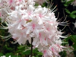 NATIVE RHODODENDRON AZALEA ARBORESCENS 'SWEET AZALEA' WHITE WITH RED STAMENS BLOOMS, Zone 5