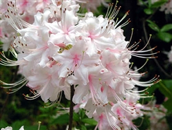 NATIVE RHODODENDRON AZALEA ARBORESCENS 'SWEET AZALEA' WHITE WITH RED STAMENS BLOOMS, Zone 5