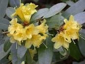 NATIVE AZALEA 'RHODODENDRON ALABAMANSE' White with Blade of Lt. Yellow SUMMER BLOOMS or SOMMERVILLE BRIGHT YELLOW Zone 5