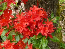 NATIVE  AZALEA 'RHODODENDRON CUMBERLANDENSE BLOOMS ORANGE TO SALMON LATE SUMMER Zone 5