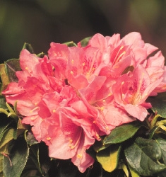 AZALEA RHODODENDRON HAMPTON'S BEAUTY-MEDIUM PINK WITH WHITE WASHES OF SALMON BLOOMS Zone 7