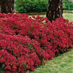 AZALEA RHODODENDRON INDICA-RED FORMOSA-RED BLOOMS Zone 8