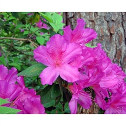 AZALEA  PURPLE FORMOSA RHODODENDRON INDICA-LARGE RICH LAVENDER PURPLE BLOOMS Zone 8