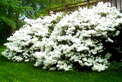 AZALEA RHODODENDRON DELAWARE VALLEY WHITE-CLUSTERS OF LARGE WHITE BLOOMS  ZONE 5