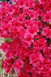 AZALEA RHODODENDRON KURUME HERSHEYS RED-CLUSTERS OF SLIGHTLY FRAGRANT BRIGHT RED BLOOMS ZONE 6