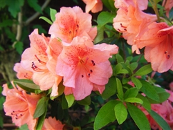 AZALEA RHODODENDRON DUC DE ROHAN-CLUSTERS OF ORANGE PINK BLOOMS Zone 8