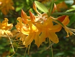 NATIVE AZALEA 'RHODODENDRON AUSTRINUM' FRAGRANT SPRING YELLOW BLOOMS