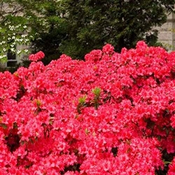 AZALEA RHODODENDRON AZALEA RHODODENDRON GIRARD'S CRIMSON CLUSTERS OF BRIGHT RED COLOR Zone 5