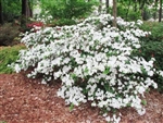 AZALEA RHODODENDRON AZALEA RHODODENDRON GIRARD'S PLEASANT WHITE-SINGLE LARGE WHITE BLOOMS Zone 5