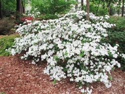 AZALEA RHODODENDRON AZALEA RHODODENDRON GIRARD'S PLEASANT WHITE-SINGLE LARGE WHITE BLOOMS Zone 5