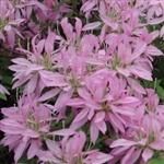 RHODODENDRON  KOROMO SHIKIBU-Macrosepalum LAVENDER STRAP-LIKE BLOOMS Zone 6