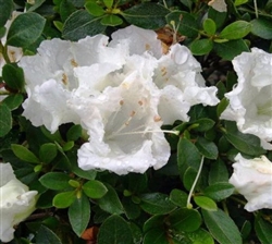 AZALEA RHODODENDRON SATSUKI-GUMPO WHITE-CLUSTERS OF  LARGE WHITE BLOOMS Zone 7