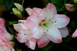 AZALEA RHODODENDRON AMY LARGE FLOWERS IN A CLUSTER OF  WHITE WITH PINK EDGES  Zone 7