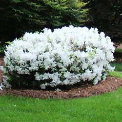 AZALEA RHODODENDRON KING'S WHITE-Southern Indica Hybrid Blooms Large White 3-4'H x 4-6'W Zone 8