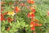 NATIVE RHODODENDRON AZALEA CALENDULACEUM 'BICOLOR' YELLOW/ORANGE BLOOMS Zone 5