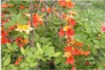 NATIVE RHODODENDRON AZALEA CALENDULACEUM 'BICOLOR' YELLOW/ORANGE BLOOMS Zone 5