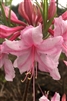 AZALEA RHODODENDRON SPRING SENSATION-Aromi Group Hybrid-Clusters of Double Pink Blooms Zone 5