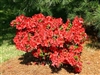 AZALEA RHODODENDRON JAY VALENTINE-HARRIS HYBRID SINGLE CLUSTER OF LARGE RED BLOOMS ZONE 7