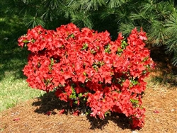 AZALEA RHODODENDRON JAY VALENTINE-HARRIS HYBRID SINGLE CLUSTER OF LARGE RED BLOOMS ZONE 7