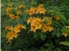 NATIVE RHODODENDRON AZALEA CALENDULACEUM 'YELLOW GOLDEN FLAME' YELLOW BLOOMS Zone 5