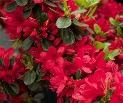AZALEA RHODODENDRON WOLFPACK RED-Carla Hybrid Blooms Single Bright Red  Zone 6