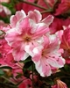 AZALEA RHODODENDRON CONVERSATION PIECE- Single and Clusters of White and Pink blooms Zone 6