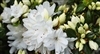 AZALEA RHODODENDRON SNOW- 3-5â€™ Clusters of White Blooms Zone 6