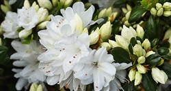 AZALEA RHODODENDRON SNOW- 3-5â€™ Clusters of White Blooms Zone 6