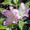 AZALEA NUNCIOS VOODOO-LAVENDER EDGES WITH WHITE THROAT BLOOMS  Zone 7