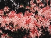 NATIVE RHODODENDRON AZALEA CANESCANS 'PIEDMONT' PINK TO WHITE FRAGRANT BLOOMS Zone 5