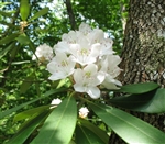 NATIVE RHODODENDRON AZALEA 'MAXIMUM' WHITE TO LIGHT PINK BLOOMS EVERGREEN Zone 5