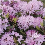 NATIVE RHODODENDRON AZALEA 'ENGLISH ROSEUM' LAVENDER TO  LIGHT PINK BLOOMS Zone 5