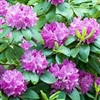 NATIVE RHODODENDRON AZALEA 'DARKER PURPLE THAN ENGLISH BLOOMS Zone 5